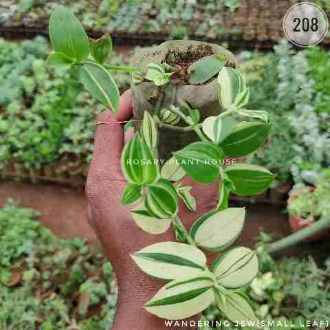 Wandering Jew(small leaf) from Rosary Plant House