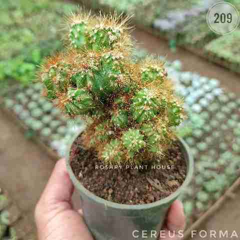cereus forma from Rosary Plant House
