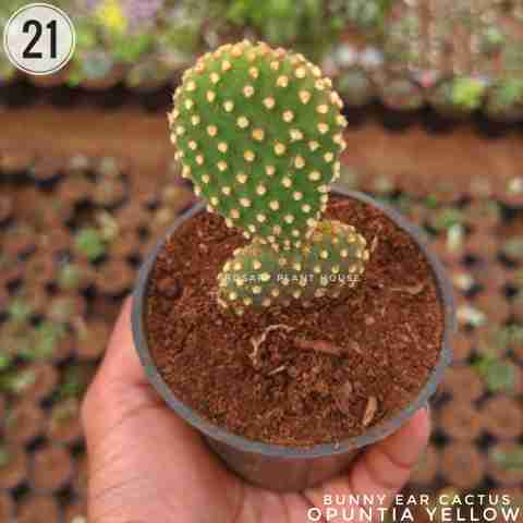 Opuntia yellow from Rosary Plant House