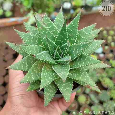 aloe aristata from Rosary Plant House