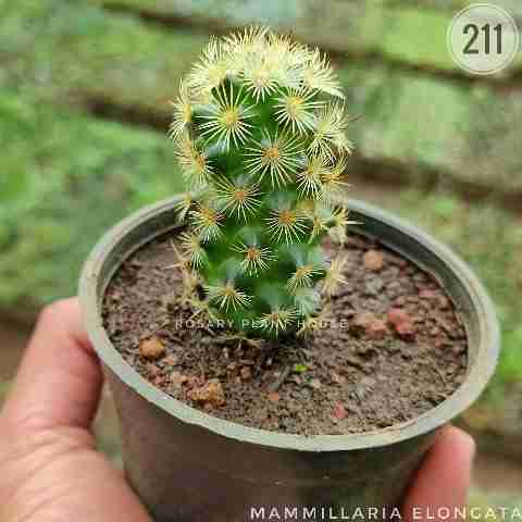 Mammillaria elongata from Rosary Plant House