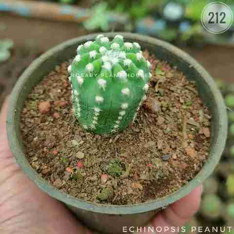 echinopsis peanut from Rosary Plant House