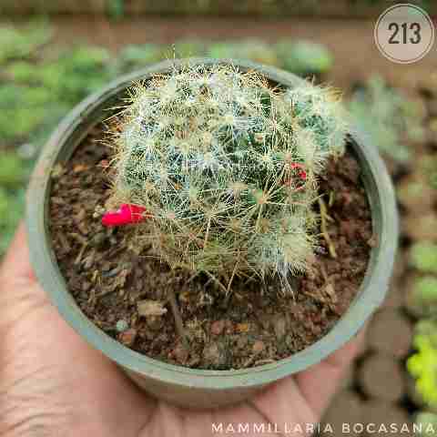 Mammillaria bocasana from Rosary Plant House