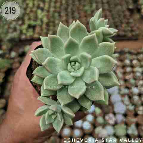 echeveria star valley  from Rosary Plant House