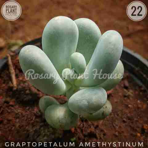 Graptopetalum Amethystinum from Rosary Plant House
