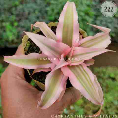 Cryptanthus bivittatus from Rosary Plant House