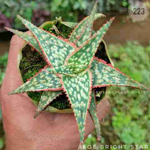 Aloe bright star from Rosary Plant House