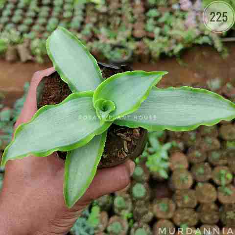 Murdannia from Rosary Plant House