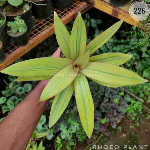 Rhoeo Plant from Rosary Plant House