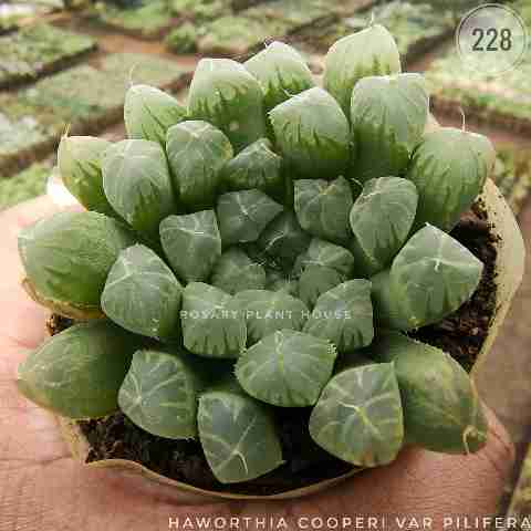 Haworthia cooperi var. pilifera from Rosary Plant House