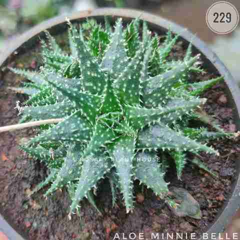 Aloe minnie belle from Rosary Plant House