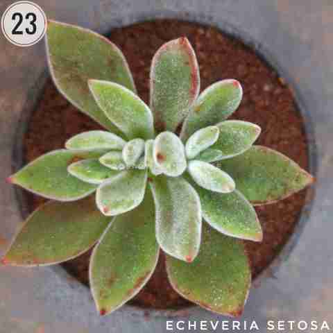 Echeveria Setosa from Rosary Plant House