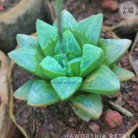 Haworthia retusa from Rosary Plant House