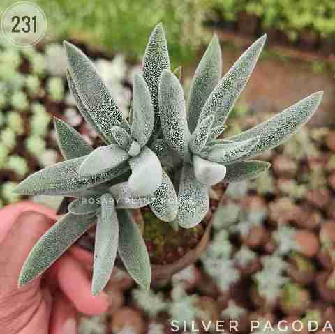 Silver pagoda from Rosary Plant House