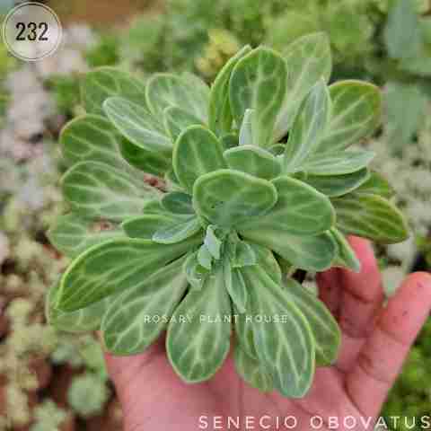 senecio obovatus from Rosary Plant House