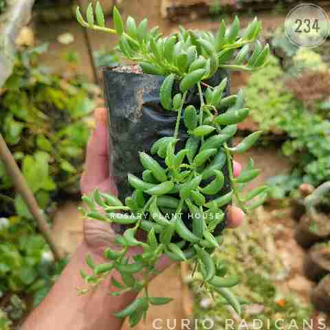 curio radicans from Rosary Plant House