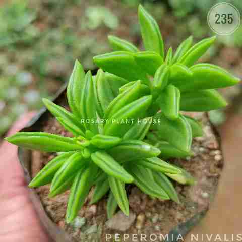 Peperomia nivalis from Rosary Plant House