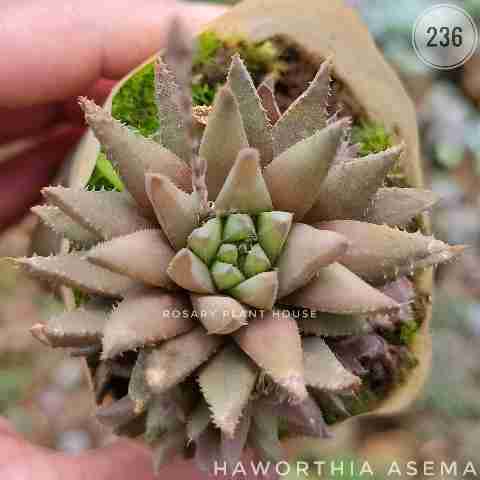 Haworthia Asema from Rosary Plant House
