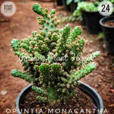 Opuntia Monacantha from Rosary Plant House