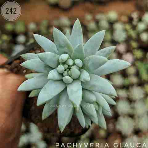 Pachyveria glauca from Rosary Plant House