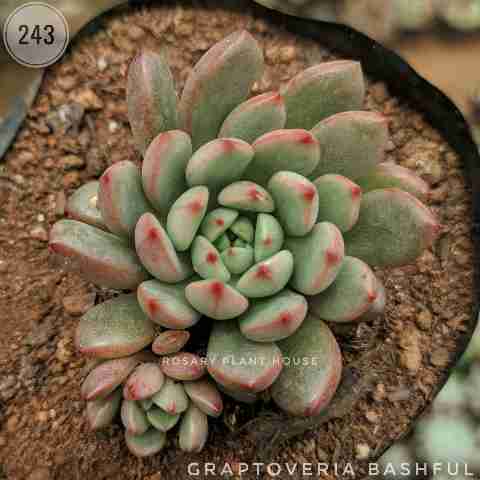 Graptoveria Bashful from Rosary Plant House