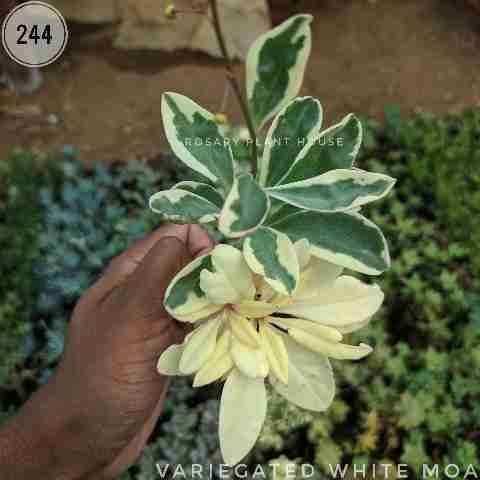 Variegated white moa from Rosary Plant House