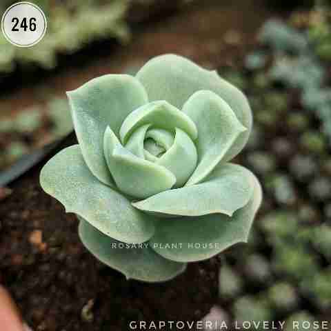 Graptoveria Lovely rose from Rosary Plant House