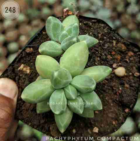 Pachyphytum compactum from Rosary Plant House