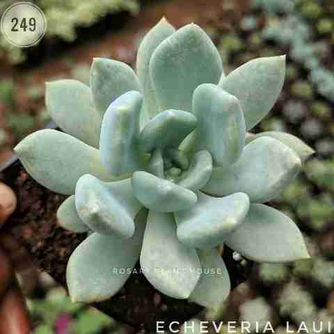 Echeveria laui from Rosary Plant House