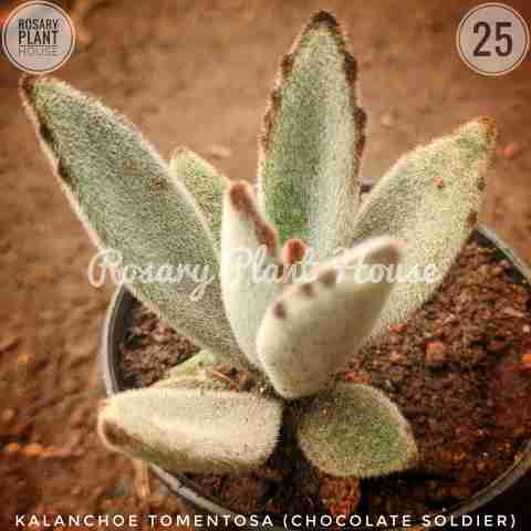 Kalanchoe Tomentosa (Chocolate Soldier) from Rosary Plant House