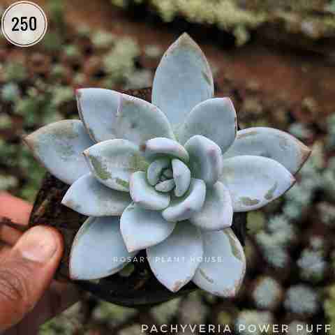 Pachyveria power puff from Rosary Plant House