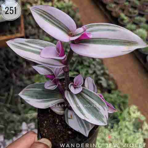 wandering jew Purple  from Rosary Plant House