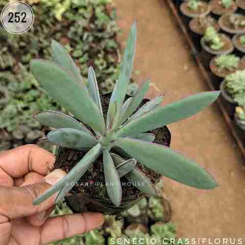 Senecio Crassiflorus from Rosary Plant House