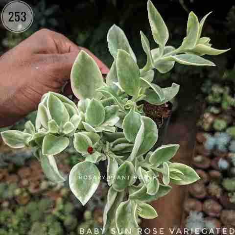 Baby sun rose variegated from Rosary Plant House