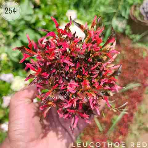 Leucothoe red from Rosary Plant House