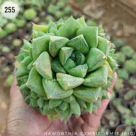Haworthia cymbiformis (Big) from Rosary Plant House