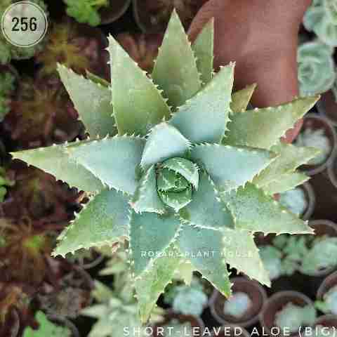 Short-leaved aloe (Big) from Rosary Plant House