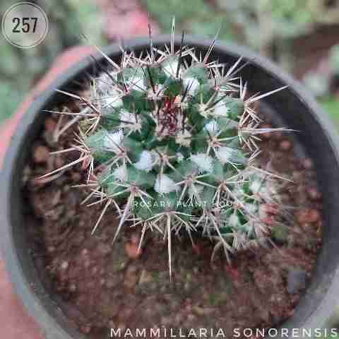 mammillaria sonorensis from Rosary Plant House
