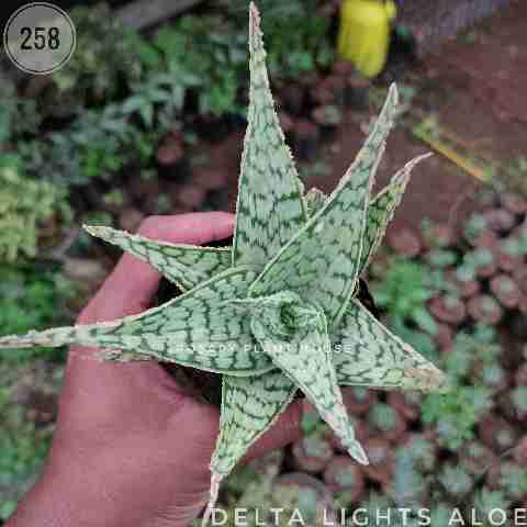Delta lights aloe from Rosary Plant House