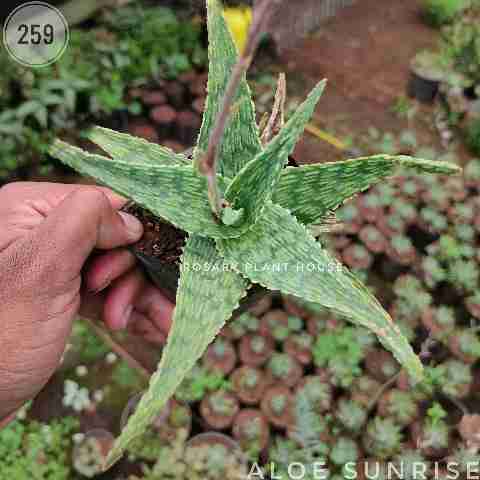 Aloe sunrise from Rosary Plant House
