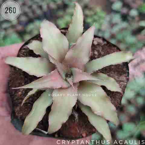 Cryptanthus acaulis from Rosary Plant House