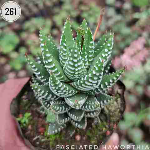 Fasciated haworthia  from Rosary Plant House