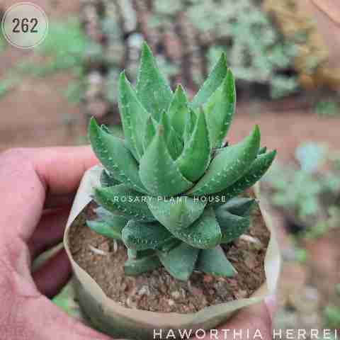 Haworthia herrei from Rosary Plant House
