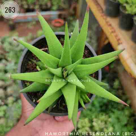 Haworthia Resendeana (Big) from Rosary Plant House
