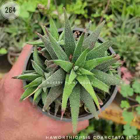 Haworthiopsis coarctata (Big) from Rosary Plant House