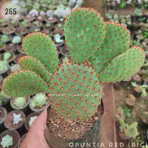 Opuntia Red (Big) from Rosary Plant House
