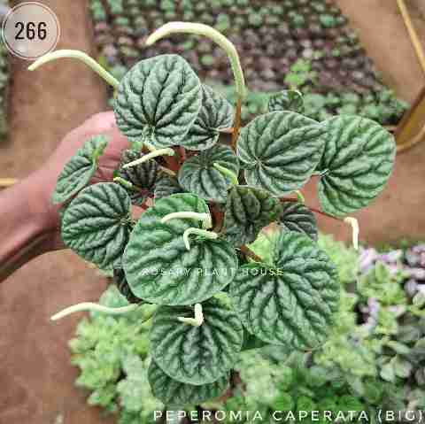Peperomia caperata (Big) from Rosary Plant House