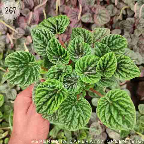 Peperomia caperata/ green (Big) from Rosary Plant House