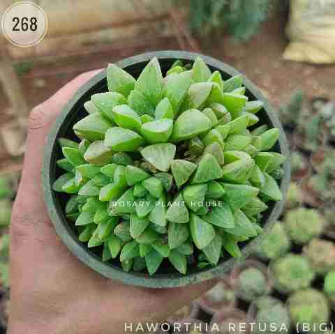 Haworthia retusa (Big) from Rosary Plant House