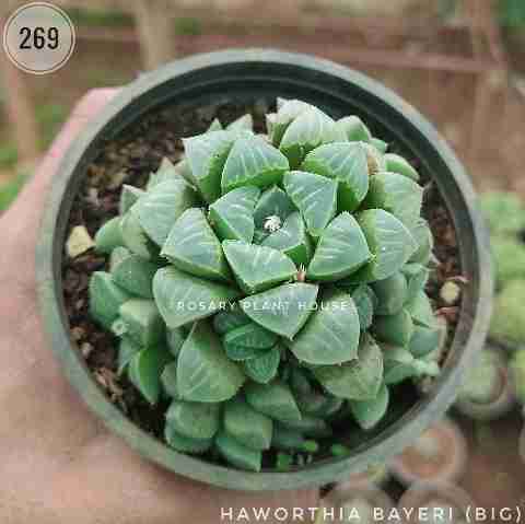 Haworthia bayeri (Big) from Rosary Plant House